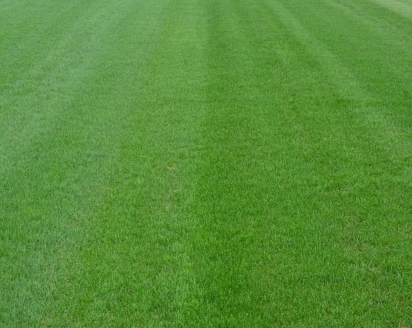 Lawn