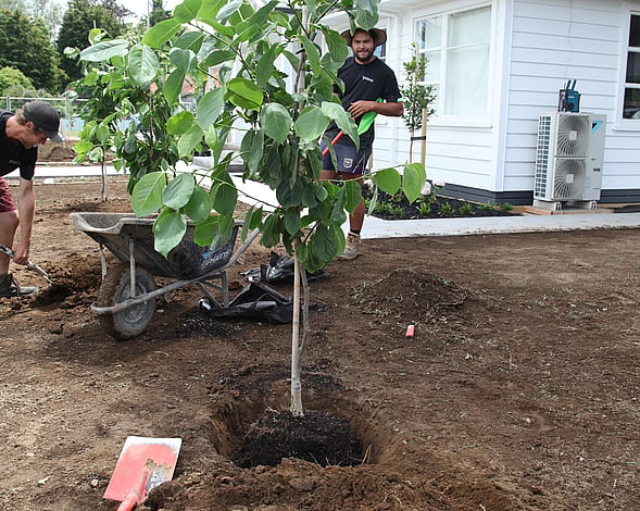 Planting