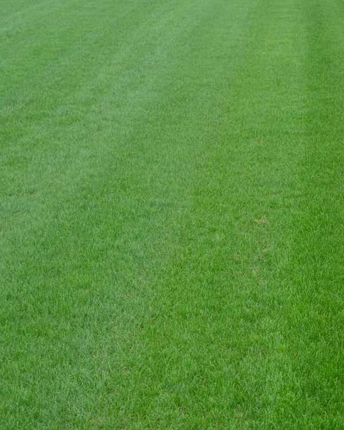 Lawn