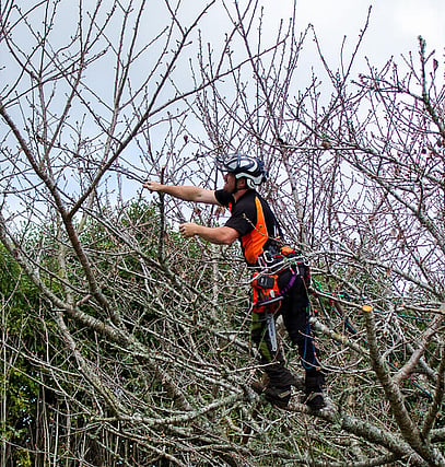 arborist pruning a tree 