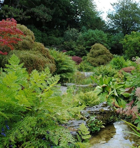 arborist trimming hedge 