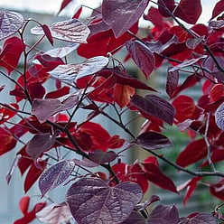 Forest pansy tree