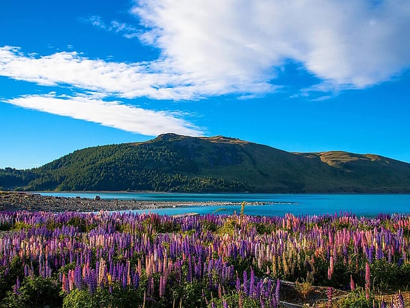 Lupins along the shore of Lake Tekapo in early summer