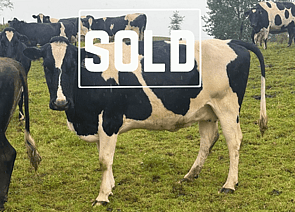 73 x Friesian Carryover Cows. DTC from 20/07 - SOLD! - BW: 82, PW: 103Jason Roberts, Ph: 027 707 1271