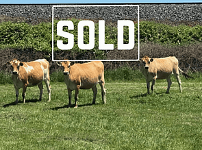 17 x Jersey Autumn Calving Heifers. DTC from 16/03 - SOLD! - BW: 56, PW: 61Jason Roberts, 027 707 1271