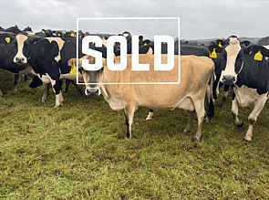 37 x Autumn Calving Jersey Cows. DTC from 14/03 - SOLD! - BW: 27, PW: -24Jason Roberts, 027 707 1271