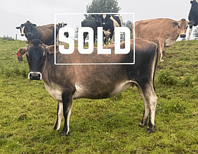 39 x Jersey Carryover Cows. DTC from 20/07 - SOLD! - BW: 107, PW: 178Jason Roberts, 027 707 1271