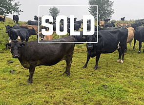 86 x In-calf Kiwi X Cows - SOLD! - BW: 130, PW: 157Jason Roberts, 027 707 1271
