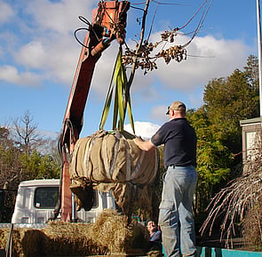 Tree Transplanting