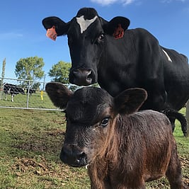 HAPPY COWS - CALVES AT FOOT FARMING - We leave the calf with its mother. We believe happy cows make better milk.