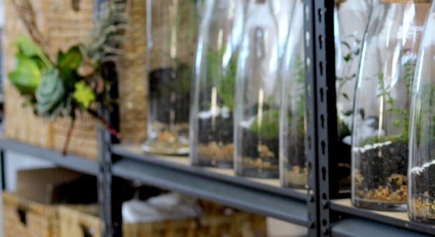 Self-nourishing miniature worlds in a jar, ready-made and kit sets, by Raglan florist Wild About Eve