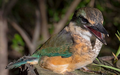 Kuaotunu Bird Rescue
