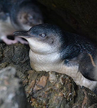 Little blue penguin