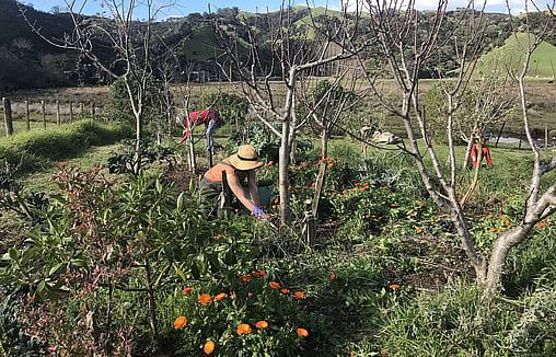 Kuaotunu locals weeding the Kuaotunu Food Forest / Community Gardens