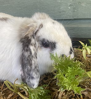 FUDGE - Ready for new home from 1 June