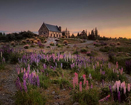 Church of the Good Shepherd and lupins at Lake Tekapo