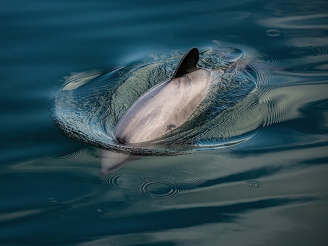 Hector's dolphin surfacing in Akaroa Harbour