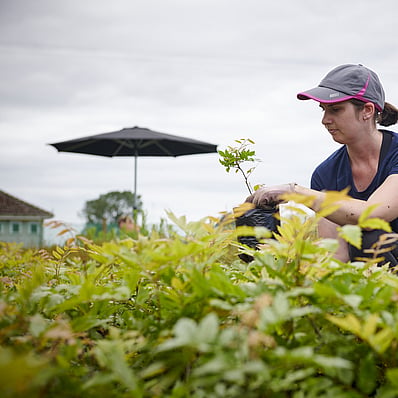 Contact Hodderville Plant Nursery for all your plant needs