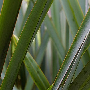 Hodderville Nursery has a range of Flaxes for sale
