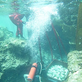 Niue - Underwater rock work
