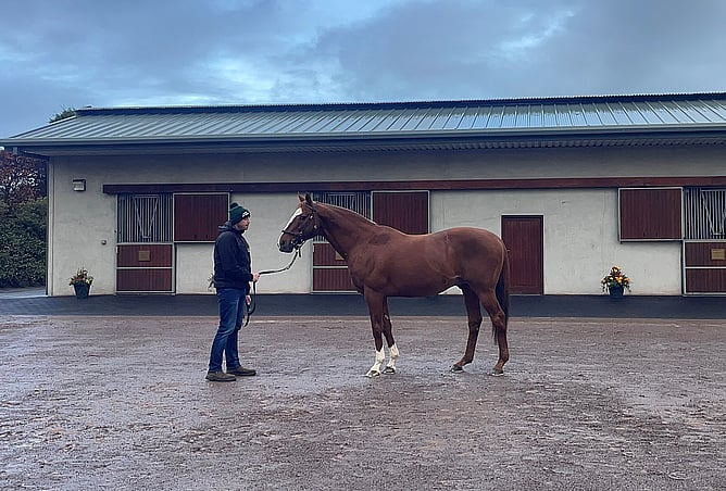 Stallion Lope de Vega