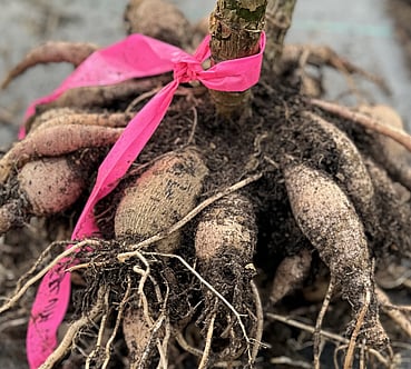Dahlia Tuber Sales Ngakuru Flower Farm