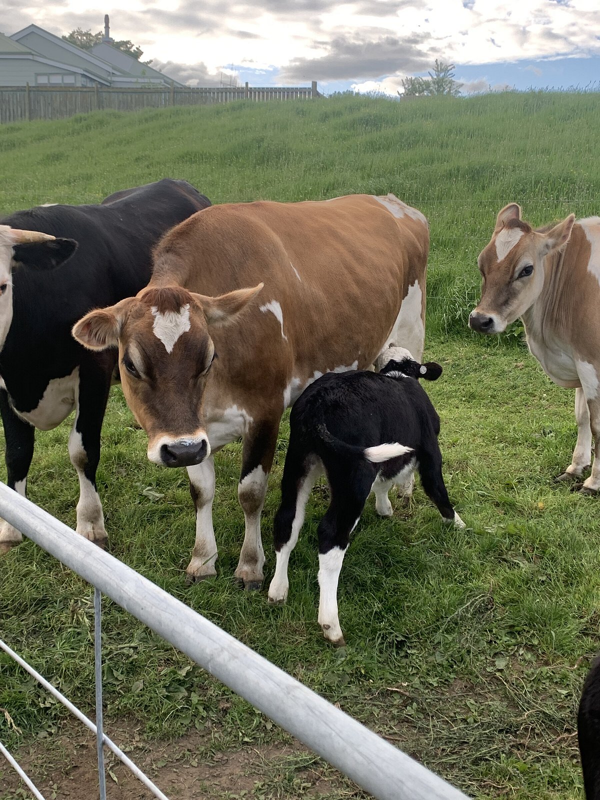 Calf Rearing | Homeopathic Farm Services