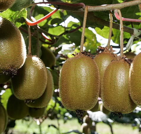 Bay of plenty accommodation kiwifruit orchard