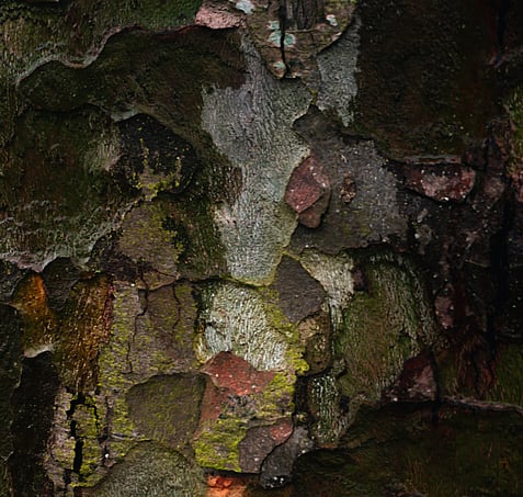 Bay of plenty accommodation organic