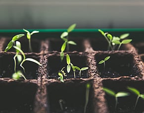 Growing Agape: Establishing a Church Plant in Morrinsville