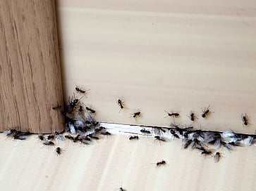 Pesky ants a problem in your home? Peninsula Pest will exterminate ants