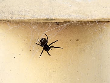 Eliminate and prevent spiders in your home with pest control services from Peninsula Pest