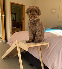 Platform Pet Ramp