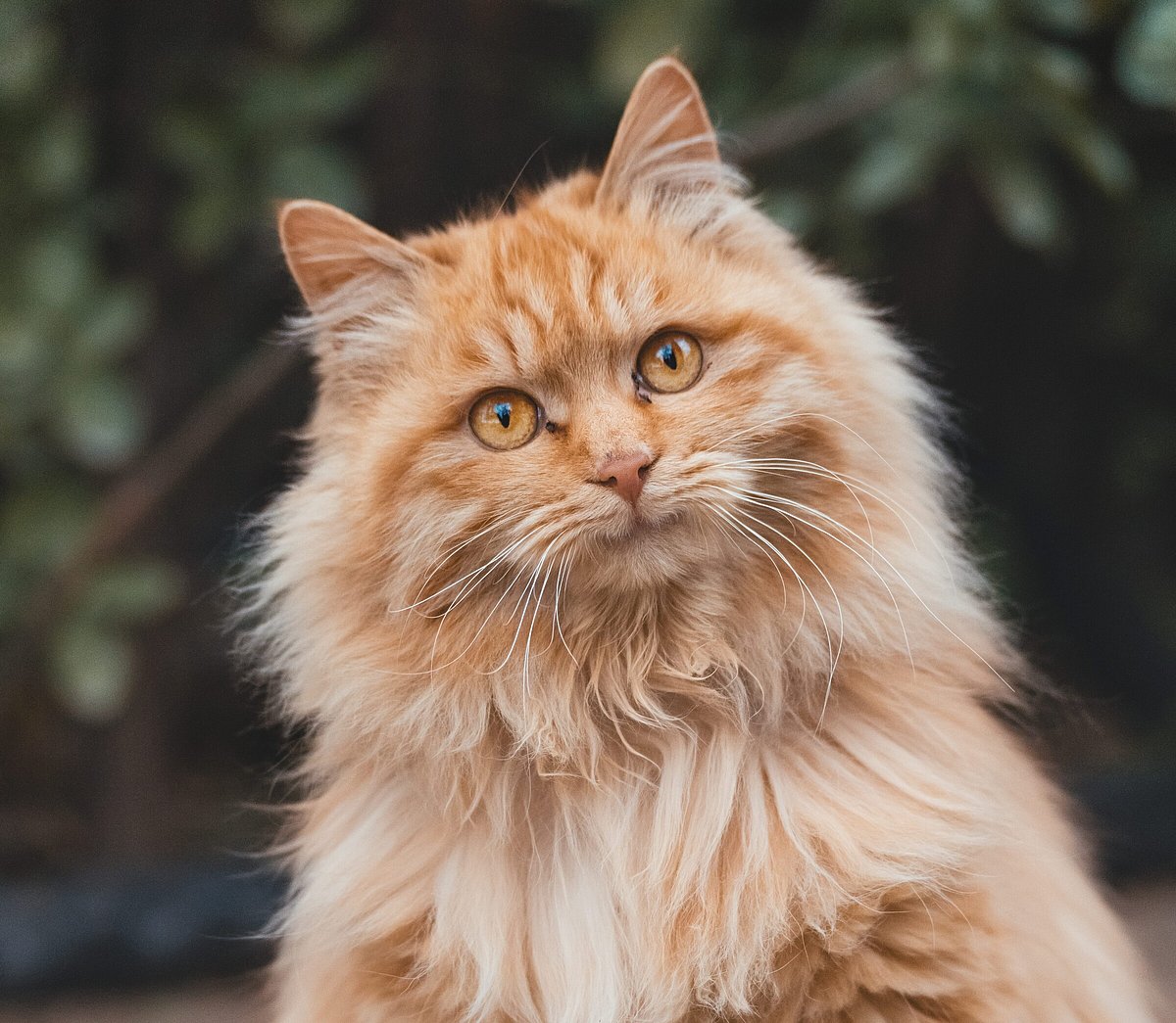 Beloved Pet Furniture