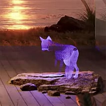 Web Fox