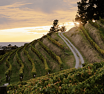 Cuvar Winery