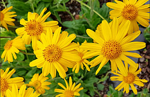 Arnica Cream