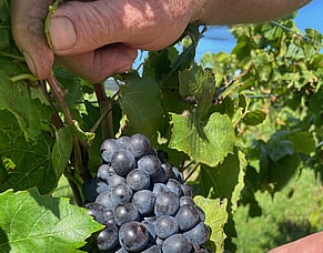 Why diversity pays dividends in winemaking