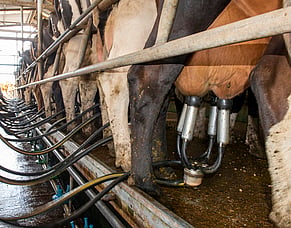 Managing high cell counts ahead of dry-off&nbsp;