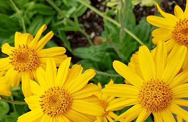 arnica cream