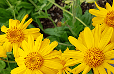 arnica cream