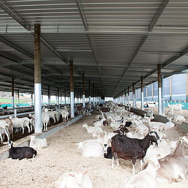 goat shed, farming building, pole shed, waikato shed, farm shed nz, build waikato, sheds nz