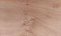 Rarefind Timber - London Plane