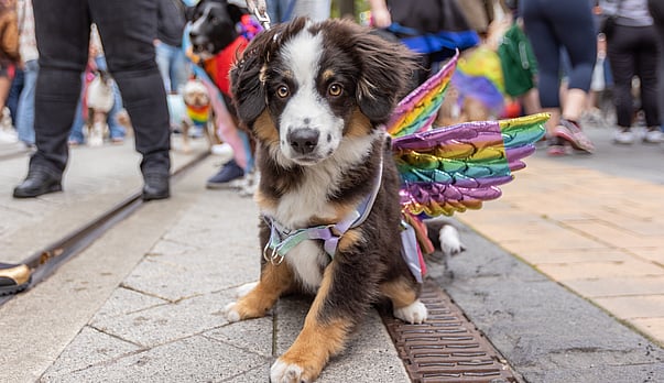 Let's Dog Walk! Sunday 29th March, 5pm