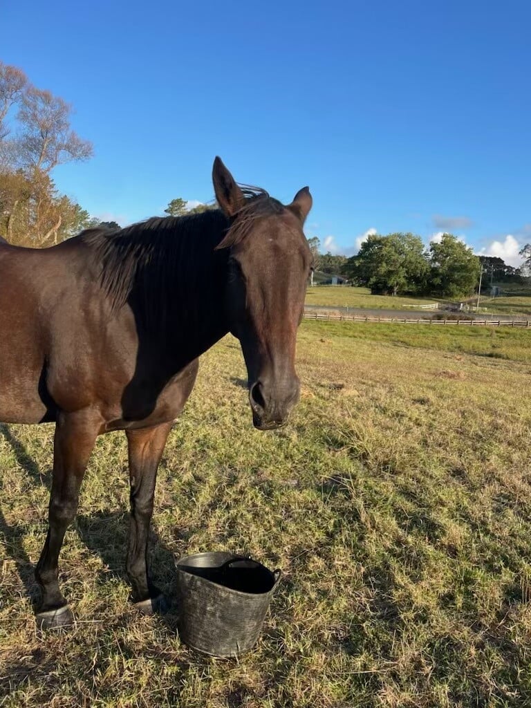 Our Current Residents | Rodney Animal Rescue