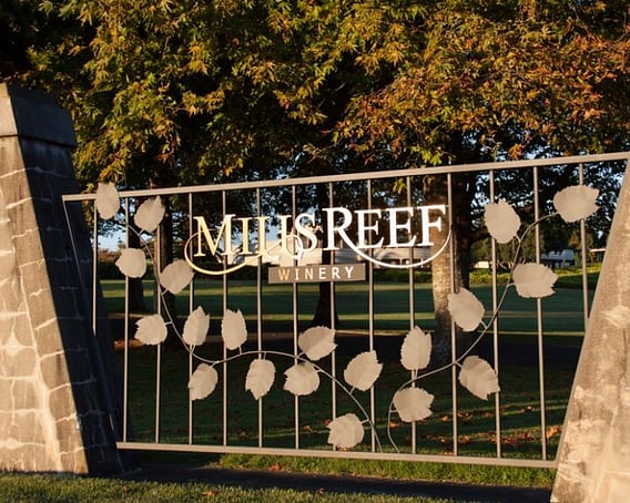 The Vines, Mills Reef Winery &ndash; Tauranga