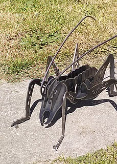NZ Male Weta