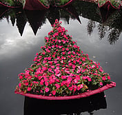 Petal-shaped gardens are cast into water from the giant floating lily. In the wake of the devastating February 2011 earthquakes in Christchurch NZ,  this garden speaks to loving the place where you stand but the heartbreak of loss and change.