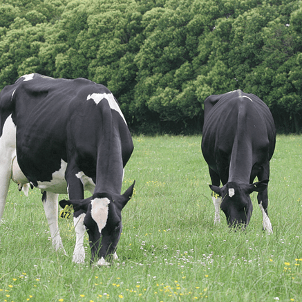 Dairy fertiliser solutions for New Zealand dairy farms