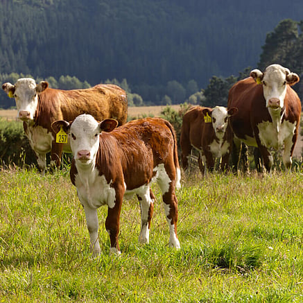 Sheep and beef fertiliser for farming in New Zealand